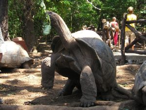 giant tortoise-prison island