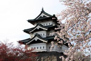 hirosaki-cherry-blossoms